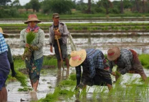 Pemprov Lampung Sebut Stabilitas Harga Panen Perkuat Ekonomi Rakyat