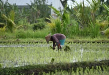 Tumbuh Positif, Luas Tanam Padi Lampung Masuk 4 Besar Nasional