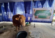 Sapi Kurban Bantuan Presiden di Lampung Berbobot Jumbo dari Peternak Lokal