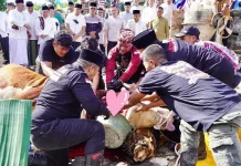 Pemkab Pringsewu Gelar Salat Idul Adha 1447 H dan Potong Sapi Presiden di Pagelaran