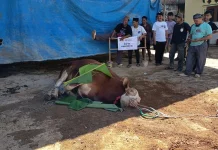 Penyembelihan Sapi Kurban Presiden, Daging Dibagikan untuk Santri dan Warga