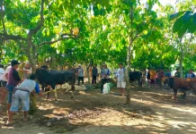 Masjid Al-Ikhlas Pesawaran Sembelih Sapi Bantuan Gubernur Lampung