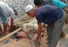 Simfoni Kurban: Harmoni PT Sarana Global Quarry di Banjar Agung