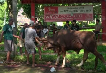 Polinela Perkuat Nilai Sosial Melalui Penyembelihan Hewan Qurban