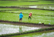 Program P3-TGAI di Lampung Jangkau 2.038 Lokasi, Luas Tanam Naik 104 Persen