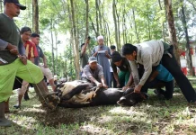 Unila Salurkan Ribuan Paket Daging Kurban ke Warga Sekitar
