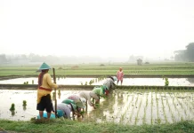 Kementan Targetkan Cetak Sawah 1.480 Hektare di Lampung Tahun 2026