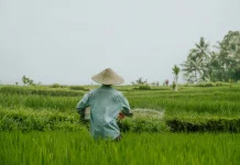 Lampung Timur Terima Alokasi Cetak Sawah Terbesar pada 2026