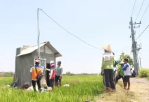 PLN Layani 4.315 Pelanggan Smart Farming di Lampung