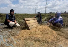 BULOG Lampung Serap 400 Ribu Ton Gabah Petani