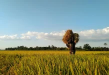 Kementerian PU Bangun Sumur Air Tanah untuk Sawah Tadah Hujan di Lampung