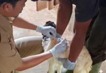 Vaksinasi dan Biosecurity Jadi Kunci Cegah Penyakit Hewan Menular Strategis (PHMS)