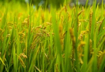 Masa Tanam Kedua Dimulai, Petani di Lampung Diminta Siapkan Benih