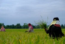 Budidaya Tepat Jadi Kunci Jaga Produktivitas Pertanian Lampung