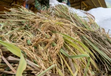Harga Gabah Tinggi Dorong Semangat Tanam Petani Lampung