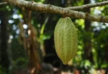 Pemerintah Siapkan Peremajaan 3.000 Hektare Kakao di Lampung