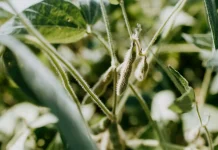 Minat Petani Rendah, Pengembangan Kedelai Lampung Baru Capai 100 Ha