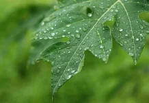 Ini 6 Manfaat Luar Biasa Daun Pepaya