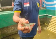 Warga Binaan Lapas Kelas I Bandar Lampung Kembangkan Budidaya Lobster Air Tawar