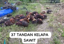 Satreskrim Mesuji Amankan Pelaku Pencurian Sawit Perusahaan