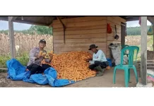 Bhabinkamtibmas Dampingi Petani Jagung Dukung Ketahanan Pangan