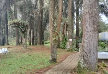 Pinus Ecopark, Tempat Singgah Sejuk di Jalinsum