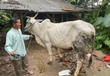 Polsek Terusan Nunyai Ungkap Kasus Pencurian Sapi
