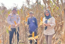 Polsek Negara Batin Panen Jagung Bersama Kelompok Tani