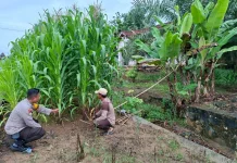 Dukung Ketahanan Pangan, Bhabinkamtibmas Dampingi Petani Jagung