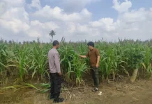 Bhabinkamtibmas Polsek Tegineneng Pantau Kebun Jagung Warga
