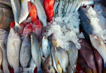 Jangan Remehkan Lele! Berikut 7 Jenis Ikan Kaya DHA untuk Perkembangan Otak Anak