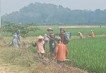 Hama Tikus Serang Ratusan Hektar Sawah Desa Karang Rejo Pesawaran