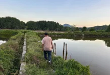 Pemkab Pesawaran Temui Kendala dalam Pengelolaan Tambak Terbengkalai