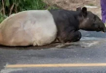 Polda Lampung Ungkap Perburuan Tapir Dilindungi di Register 45 Mesuji