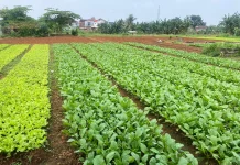 Petani Sawi Way Kandis Keluhkan Cuaca Ekstrem dan Turunnya Permintaan Pasar