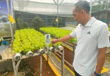 Lapas Kelas I Bandar Lampung Produksi Sayuran Hidroponik 25 Kilogram per Hari