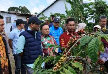 Gubernur Lampung Dorong Produktivitas Kopi lewat Pupuk Hayati Cair
