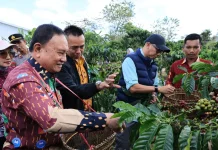 Kebun Induk Hanakau Jadi Pusat Pengembangan Benih Kopi Unggul di Lampung