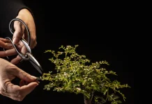 Tips Membuat Bonsai Asam Jawa yang Indah dan Bernilai Estetika