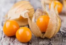Dianggap Gulma, Buah Ciplukan Punya Tiga Khasiat Penting