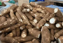 Permintaan Singkong di Pasar Tugu Bandarlampung Masih Tinggi