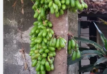 Belimbing Wuluh, Buah Asam dengan Beragam Manfaat bagi Kesehatan