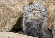 Kucing Manul, Si Kucing Liar Berwajah Unik