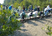 Peringati Hari Mangrove Se-Dunia, Mitra Bentala Ajak Masyarakat Lindungi Mangrove