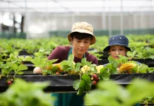 Panen dari Halaman Sendiri: Tips Memulai Ketahanan Pangan Keluarga lewat Kebun Kec