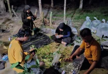 Koleksi Flora Langka Sumatera Bertambah dari Tesso Nilo
