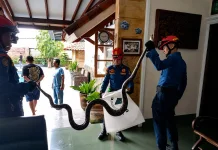Petugas Damkarmat Bandar Lampung Evakuasi Ular Sanca dari Rumah Warga