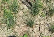 Kekeringan Ancam Sawah di Pringsewu, Petani Khawatir Hasil Panen Menurun