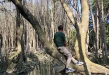 Diduga Imbas Limbah Tambak, Ratusan Pohon Mangrove di Pesisir Pesawaran Mati
