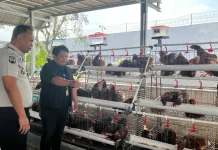 Rutan Bandar Lampung Vaksinasi 250 Ayam Petelur untuk Jaga Produktivitas
